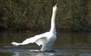 Fotos_Enten, Schwäne, Gänse