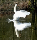 Fotos_Enten, Schwäne, Gänse