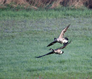 Fotos_Enten, Schwäne, Gänse