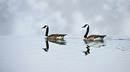 Fotos_Enten, Schwäne, Gänse