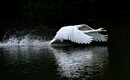 Fotos_Enten, Schwäne, Gänse