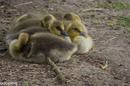 Fotos_Enten, Schwäne, Gänse