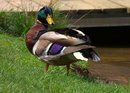 Fotos_Enten, Schwäne, Gänse