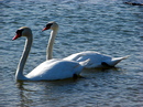 Schwanenpaar 