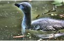 Fotos_Enten, Schwäne, Gänse
