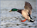Fotos_Enten, Schwäne, Gänse