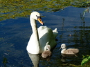 Fotos_Enten, Schwäne, Gänse