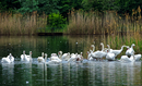 Fotos_Enten, Schwäne, Gänse