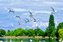 Fotos_Enten, Schwäne, Gänse
