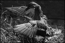 Fotos_Enten, Schwäne, Gänse