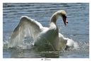 Fotos_Enten, Schwäne, Gänse