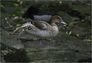 Fotos_Enten, Schwäne, Gänse