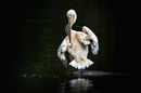 Fotos_Enten, Schwäne, Gänse