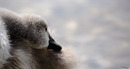 Fotos_Enten, Schwäne, Gänse