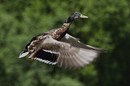 Stockflug