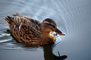 Fotos_Enten, Schwäne, Gänse