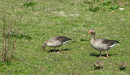 Graugänse in der Norddorfer Marsch auf der nordfriesischen Insel Amrum (04. Mai 2013) --- 1. Foto ---