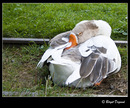 Fotos_Enten, Schwäne, Gänse