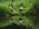 Fotos_Enten, Schwäne, Gänse