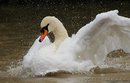 Fotos_Enten, Schwäne, Gänse