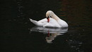 Fotos_Enten, Schwäne, Gänse