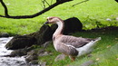 Fotos_Enten, Schwäne, Gänse
