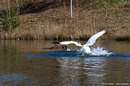 Fotos_Enten, Schwäne, Gänse