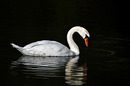 Fotos_Enten, Schwäne, Gänse