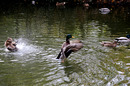 Fotos_Enten, Schwäne, Gänse