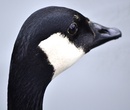 Fotos_Enten, Schwäne, Gänse