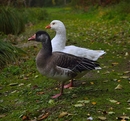 Gänsepaar 