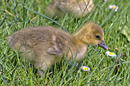 Fotos_Enten, Schwäne, Gänse