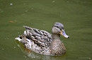 Fotos_Enten, Schwäne, Gänse