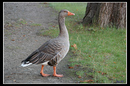 Fotos_Enten, Schwäne, Gänse