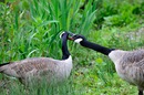 Fotos_Enten, Schwäne, Gänse