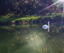 Der Schwan
