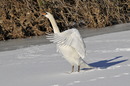 Fotos_Enten, Schwäne, Gänse