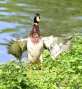 Stock Ente beim Start