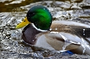 Fotos_Enten, Schwäne, Gänse