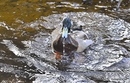 Ente Wasserspiel IIII