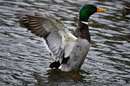 Stockente macht ne Flatter II