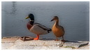 Fotos_Enten, Schwäne, Gänse