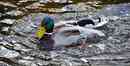 Wasserspiel Ente