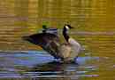 Fotos_Enten, Schwäne, Gänse