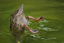 Köpfchen unterWasser Schwänzchen in die Höööööö!