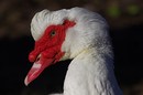 Ente