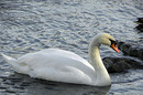 Schwan im Wasser