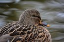 Fotos_Enten, Schwäne, Gänse