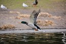 Fotos_Enten, Schwäne, Gänse