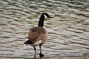 Fotos_Enten, Schwäne, Gänse